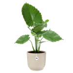 vibes fold rond 40cm blanc lin